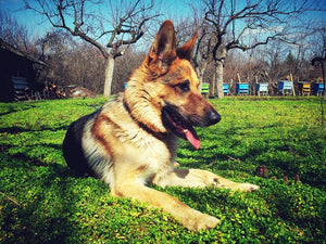 Dogs Around the World