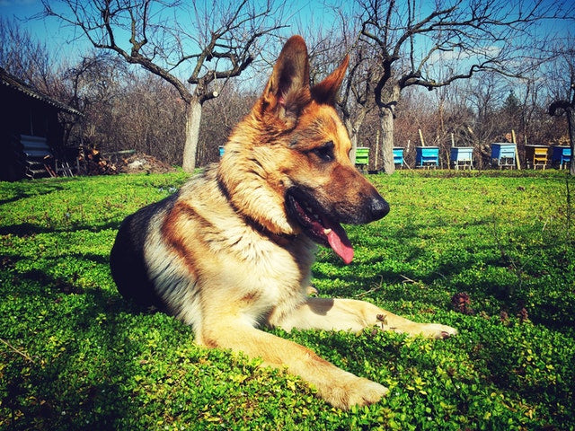 Dogs Around the World