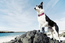 Protective Dog Boots