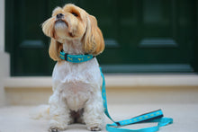 Bertie & Bella's Dog Collar